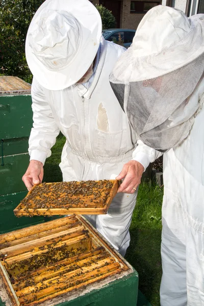 Dos apicultores mantienen colmena de abejas —  Fotos de Stock