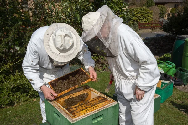 Dos apicultores mantienen colmena de abejas — Foto de Stock