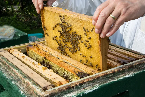 Apicultor que cuida de la colonia de abejas — Foto de Stock