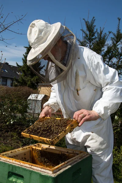 Apicultor que cuida de la colonia de abejas — Foto de Stock