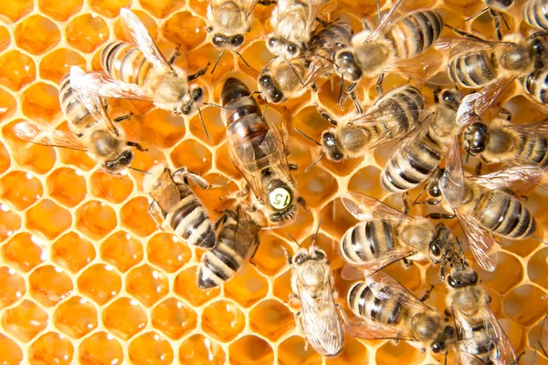 在产蛋的蜜蜂蜂巢中的女王蜂 — 图库照片