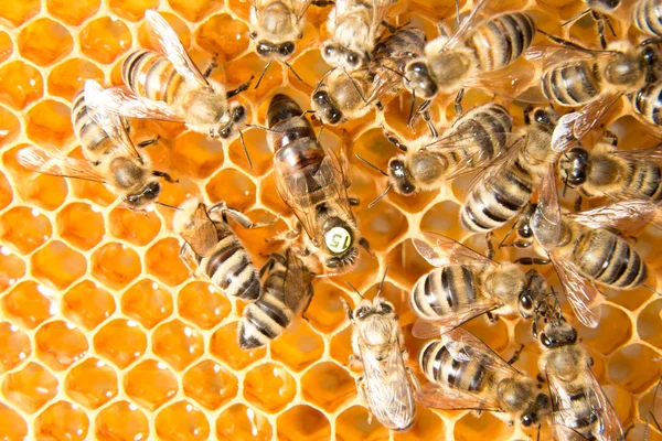 Abeja reina en colmena poniendo huevos —  Fotos de Stock