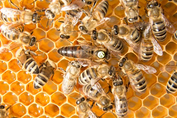 Reine abeille dans une ruche pondant des œufs — Photo