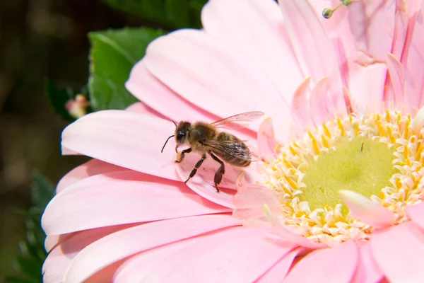 La abeja que recoge la miel o el polen en la flor — Foto de Stock