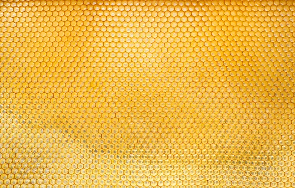 Pattern of hexangon honeycomb in a beehive — Stock Photo, Image