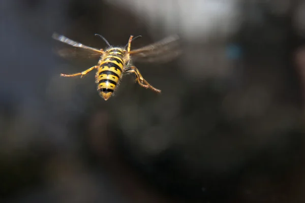 Yellow black striped wasp in flight — Stock Photo, Image