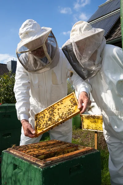 Dos apicultores mantienen colmena de abejas —  Fotos de Stock