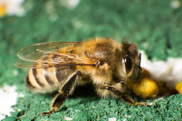 Photo rapprochée d'abeilles dans une colonie d'abeilles — Photo