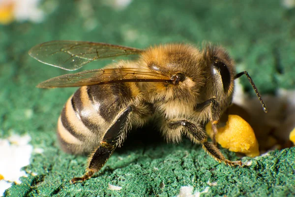 Close-up foto van bijen op honingbij kolonie — Stockfoto