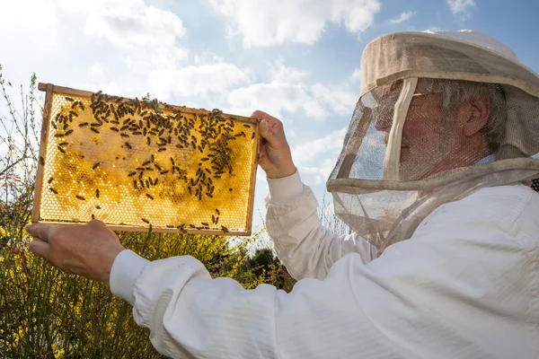 El apicultor sostiene el panal de una colmena contra el sol —  Fotos de Stock