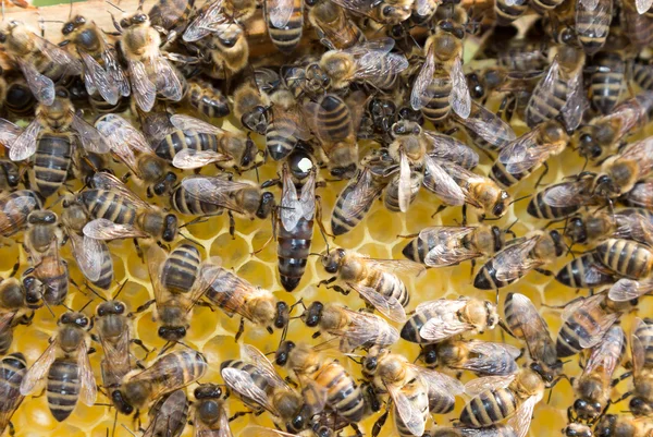 Bijenkoningin in bee hive legt eieren — Stockfoto