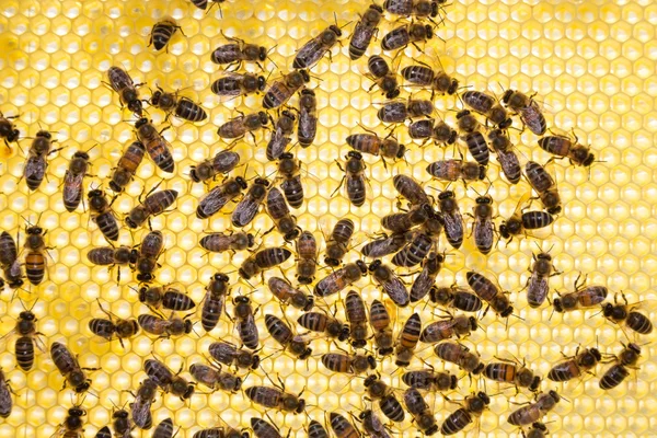 Μέλισσες στην κηρήθρα σε μια κυψέλη — Φωτογραφία Αρχείου
