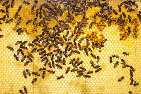 Abelhas em favo de mel em uma colmeia — Fotografia de Stock
