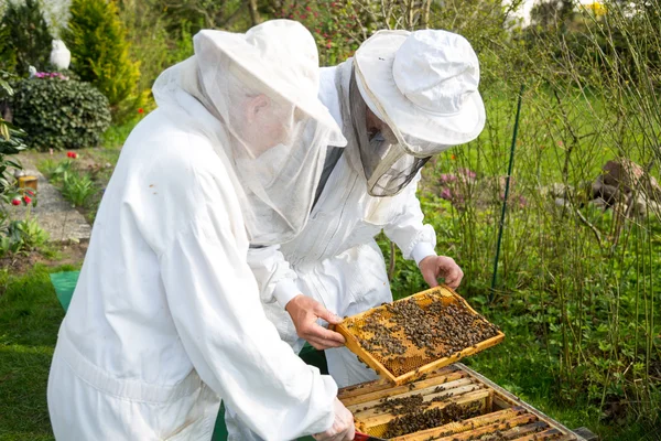 Dos apicultores mantienen colmena de abejas —  Fotos de Stock