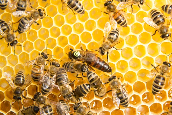 Abelha rainha na colmeia de abelhas que põe ovos — Fotografia de Stock