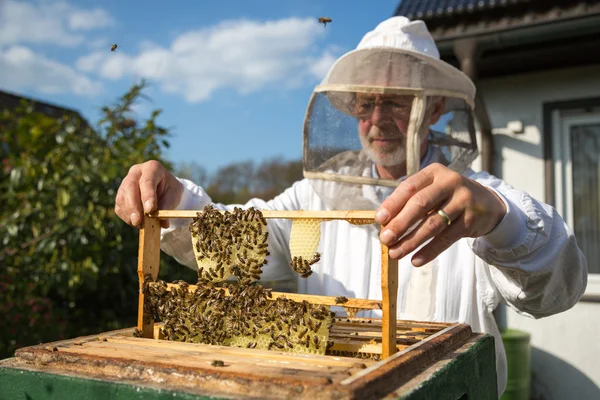 Apicultor que cuida de la colonia de abejas — Foto de Stock