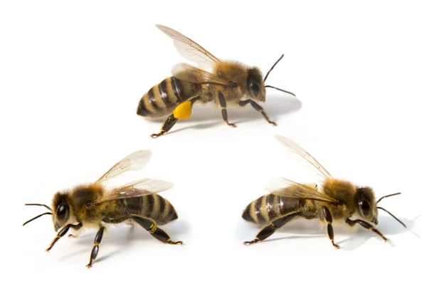 Tres abejas frente al fondo blanco Imagen de stock