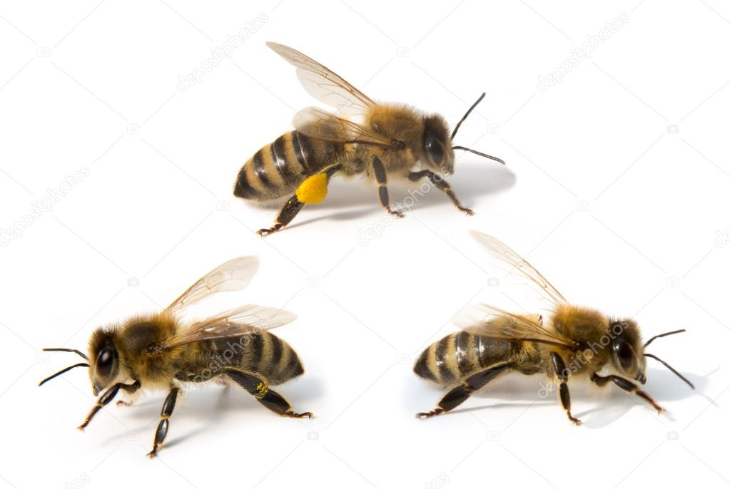 Three bees in front of white background