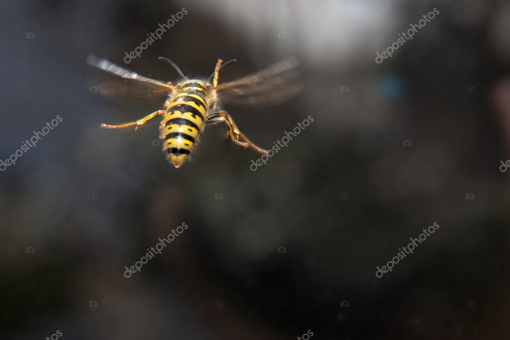 Yellow black striped wasp in flight Stock Photo by ©Ikonoklast 25590131