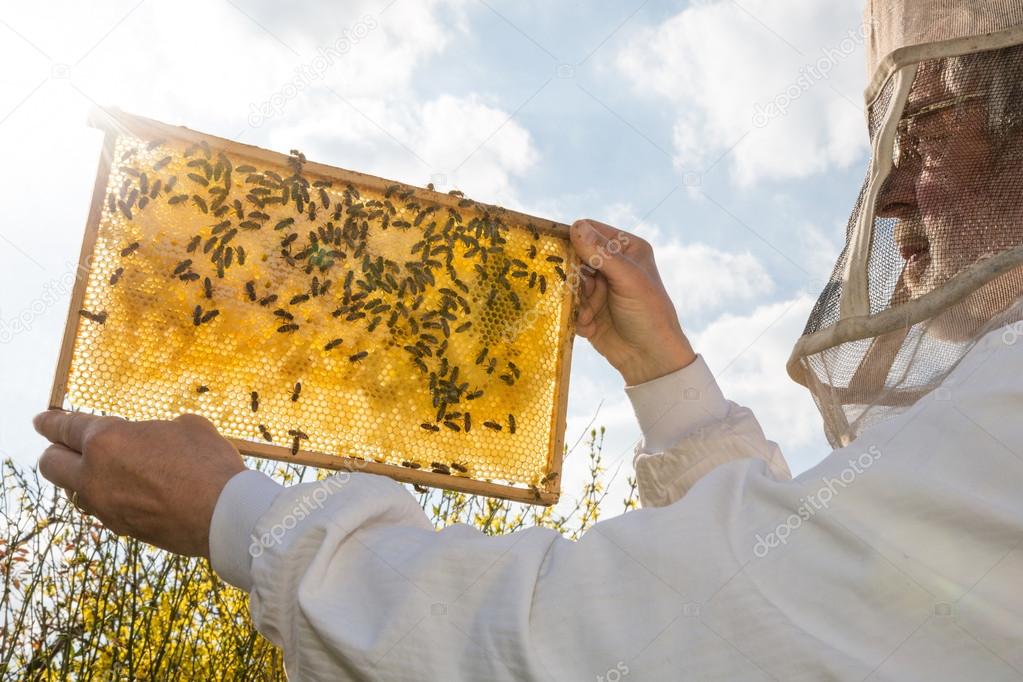 Beekeeper holds honeycomb of a beehive against the sun