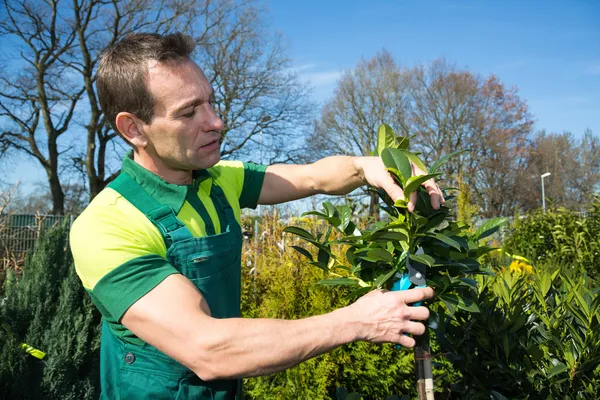 Jardineiro poda uma árvore ou planta no berçário — Fotografia de Stock
