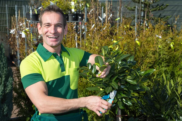 Potatura di giardiniere un albero o una pianta a camera dei bambini — Foto Stock