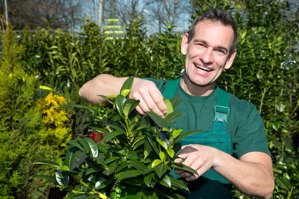 Jardinier taille un arbre ou une plante en pépinière — Photo