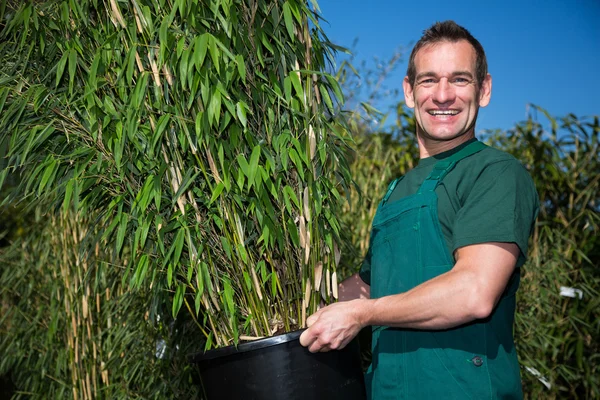 Giardiniere posa con pianta di bambù in vaso presso vivaio — Foto Stock