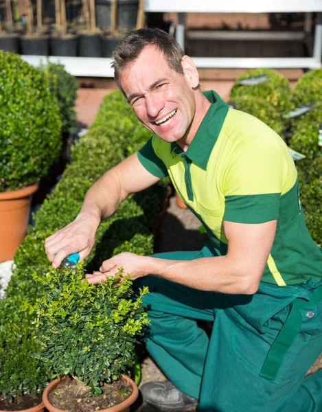 Jardineiro em poda de berçário ou caixas de corte com tesoura — Fotografia de Stock