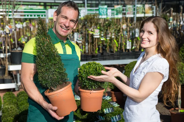 Jardinier au centre de jardin ou pépinière présentant des buis au client — Photo