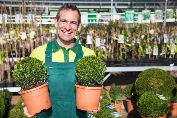 Giardiniere con bosso in posa presso vivaio o giardino centro — Foto Stock