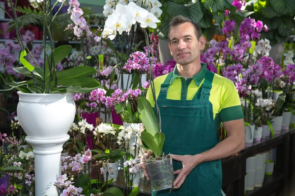 Bloemist poseren in bloemenwinkel met orchidee — Stockfoto