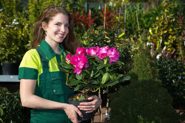Trädgårdsmästare presentera krukväxt med färgglada blommor — Stockfoto
