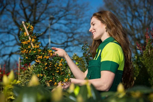 Jardineiro feminino ou agricultor com arbusto de bagas — Fotografia de Stock