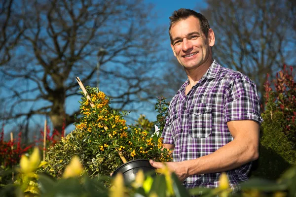 Agricultor o jardinero mira arbusto con bayas —  Fotos de Stock