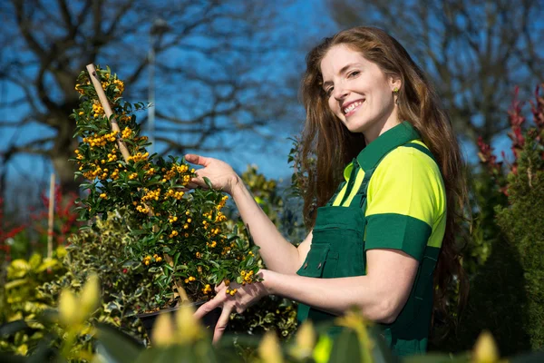 Jardineiro feminino ou agricultor com arbusto de bagas — Fotografia de Stock