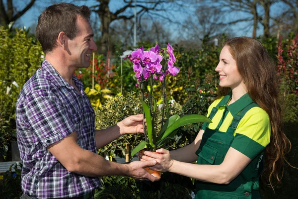 Gardener giving an orchid to customer or client — Stock Photo, Image