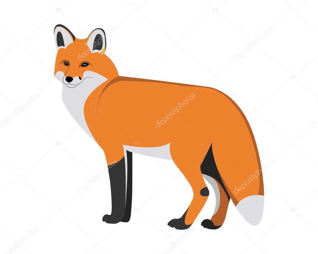 A fox. Cartoon image of a fox. Vector illustration isolated on white background.