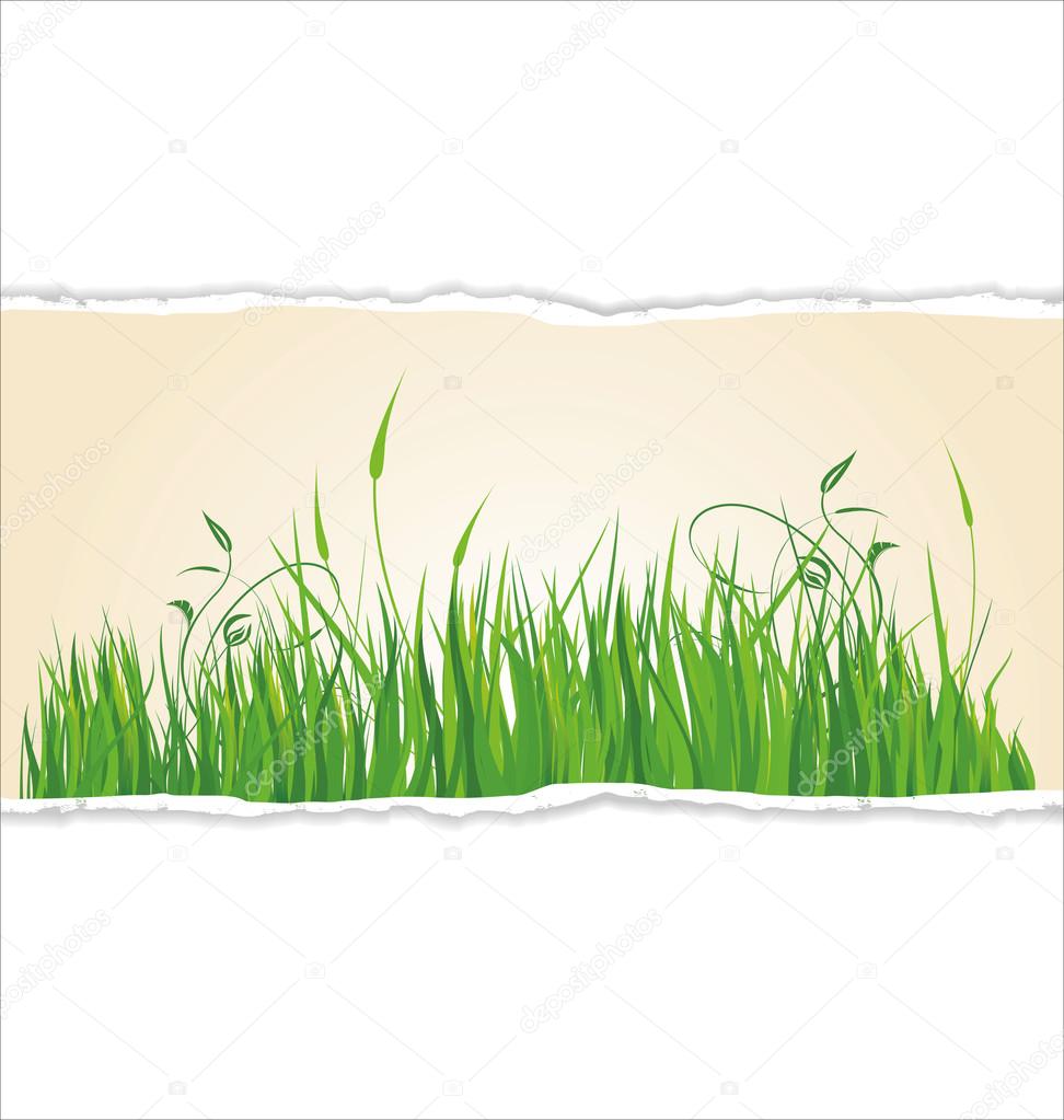 Green grass on torn paper