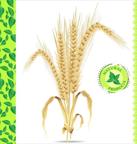 Natural background, ears of wheat, Vector illustration. — Stock Vector