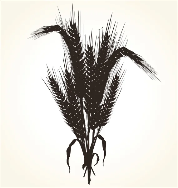 Пшениця — стоковий вектор