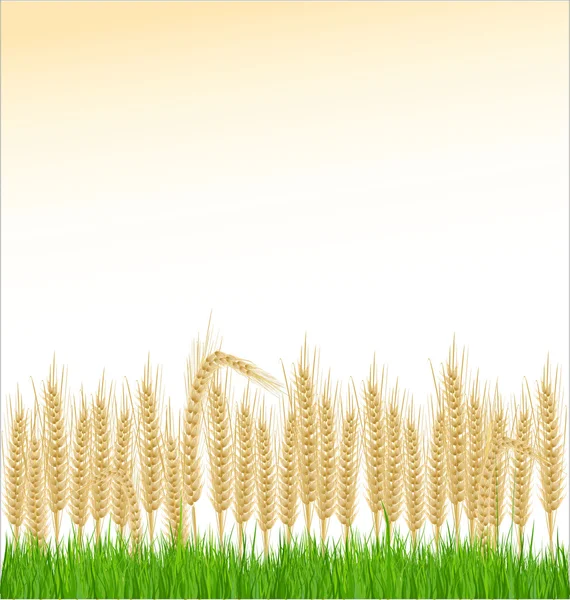 Wheat and grass — Stock Vector