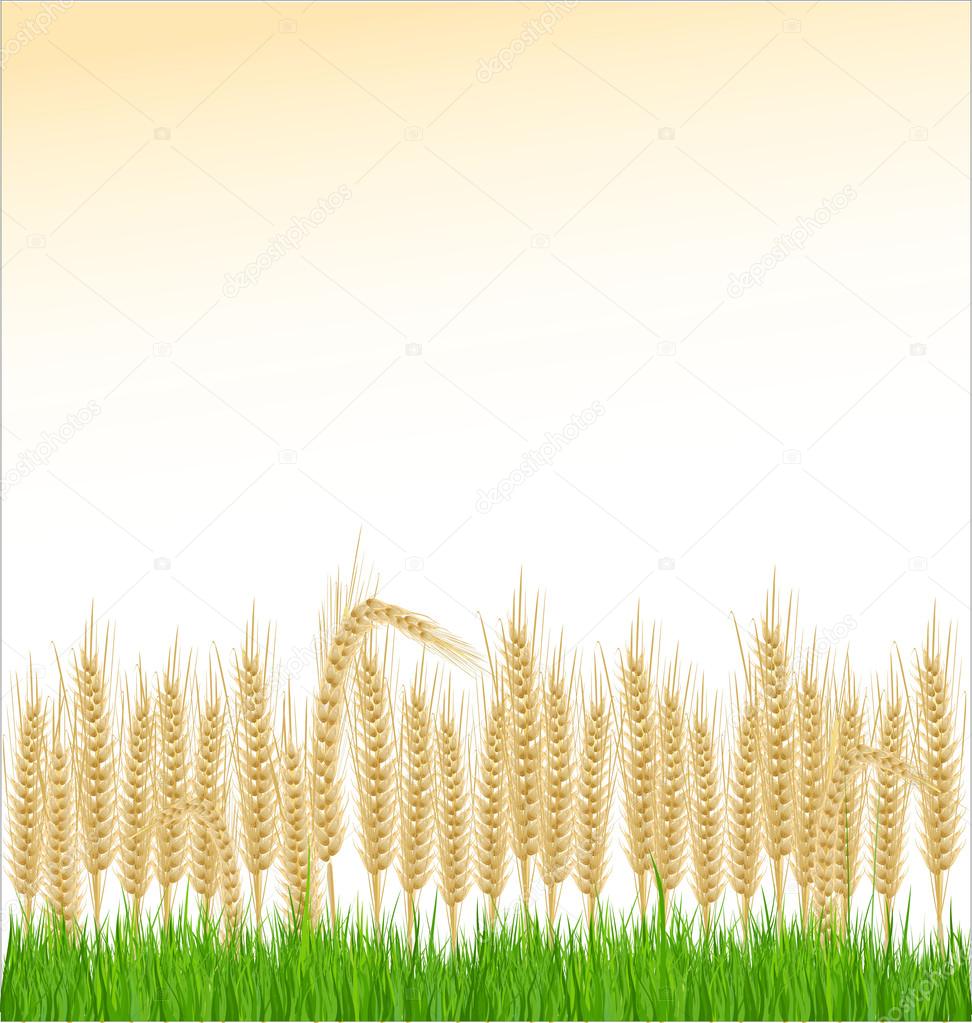 Wheat and grass