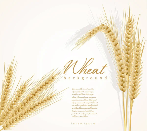白い背景に隔離された黄色い小麦の耳 — ストックベクタ