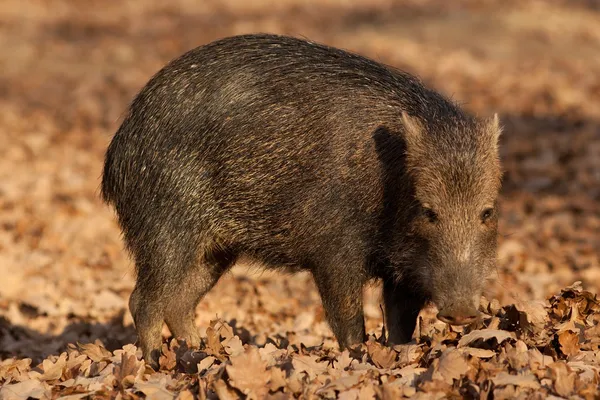 Wildschweine — Stockfoto