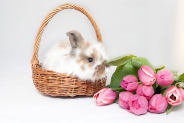 bahar çiçekleri ve tavşan