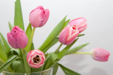 Beyaz arkaplanda laleler