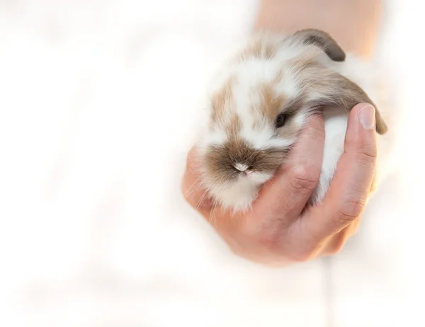 Animal de estimação coelho, decorativo, bebê — Fotografia de Stock