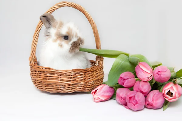 Flores da primavera e coelho — Fotografia de Stock