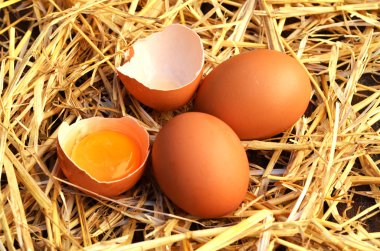tavuk yumurta